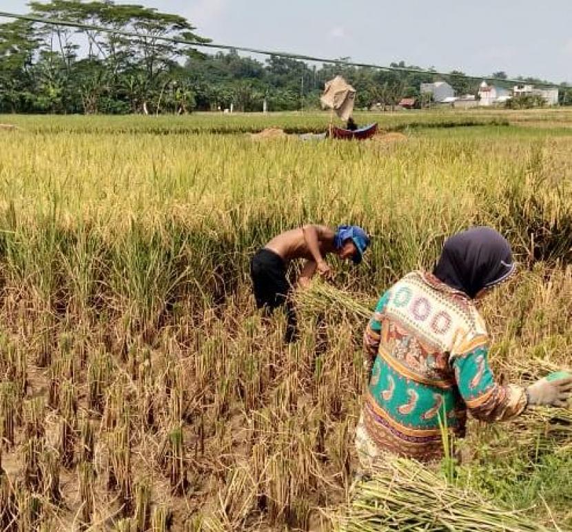 Produksi padi di Kabupaten Sukabumi pada awal 2020 surplus hingga 30 ribu ton. Pencapaian ini menyebabkan pasokan padi untuk warga Sukabumi aman hingga sepuluh bulan ke depan jika tidak dijual keluar.