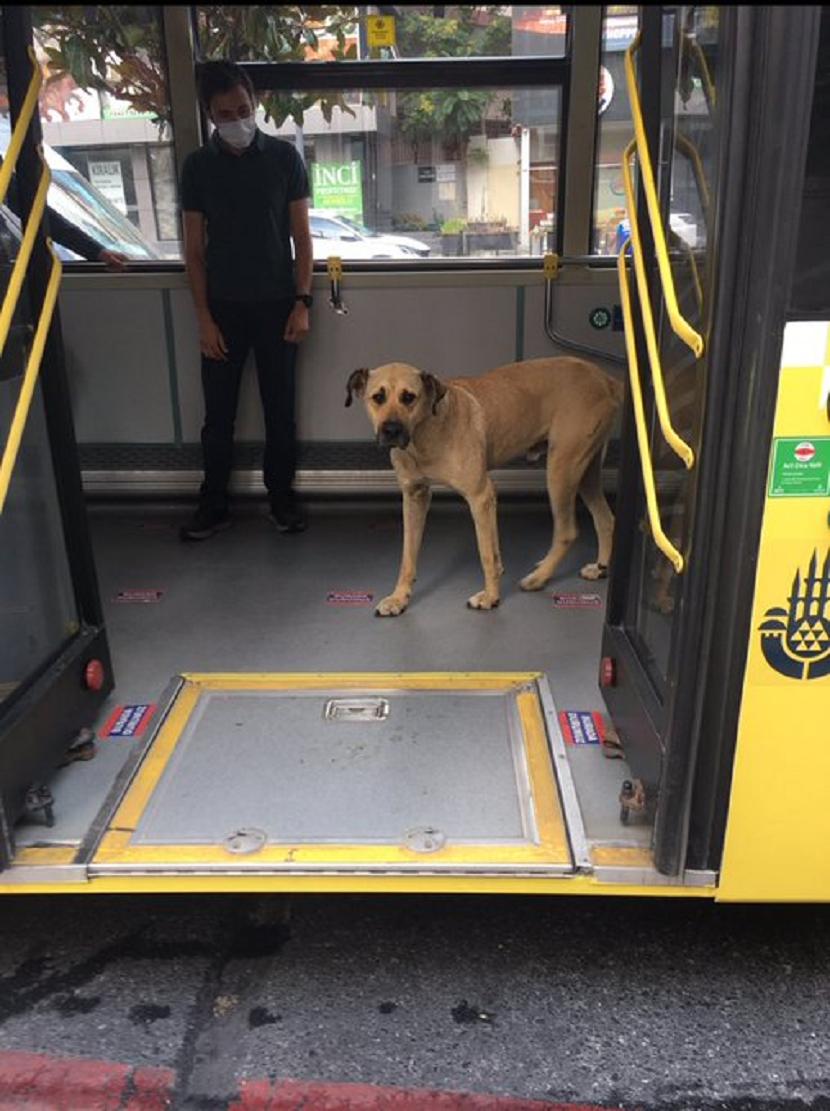 Boji, anjing yang naik transportasi umum di Istanbul, Turki