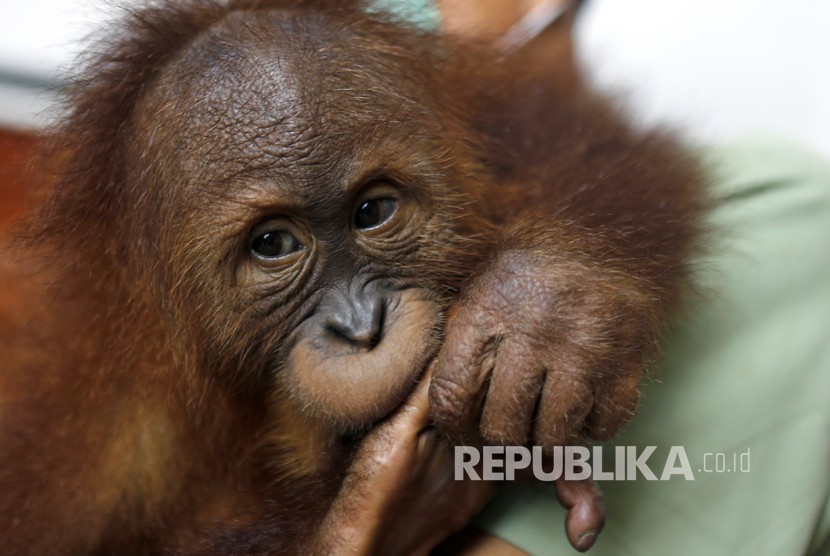 Dua bayi orang utan Sumatera disita petugas gabungan dari pemburu. Ilustrasi.