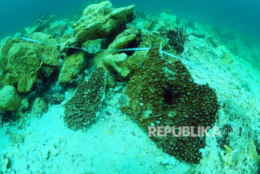  Bongkahan koloni karang yang rusak disebabkan kandasnya Kapal MV Caledonian Sky berbendera Bahama di perairan Raja Ampat, Papua Barat (ilustrasi)
