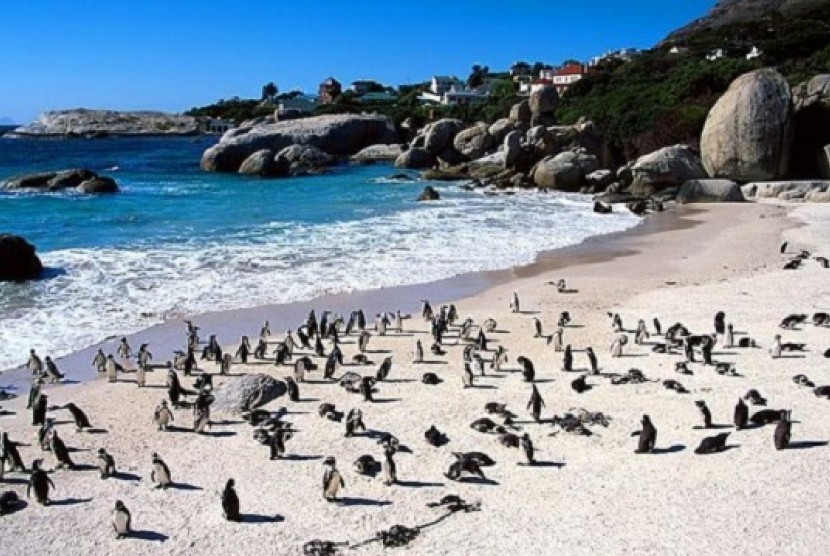 Boulders Beach, salah satu wisata di Afrika Selatan