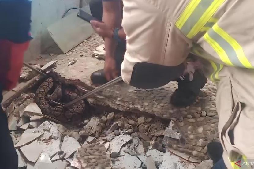 BPBD Kabupaten Tangerang, Provinsi Banten mengevakuasi ular jenis sanca sepanjang tiga meter dari balik keramik lantai rumah di Kampung Cilampe Indah, Kelurahan Selembaran Jaya, Kecamatan Kosambi pada Kamis (23/11/2023).
