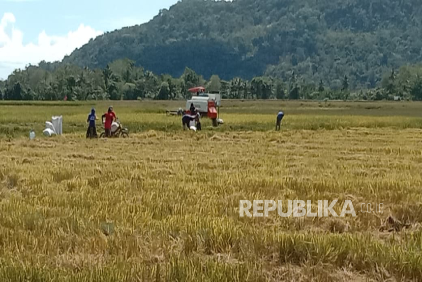 BPS menyebutkan beras mengalami deflasi 0,13 persen pada September 2025, pertama kalinya sejak 2021. Salah satu penyebabnya, pasokan gabah dari panen gadu meningkat.