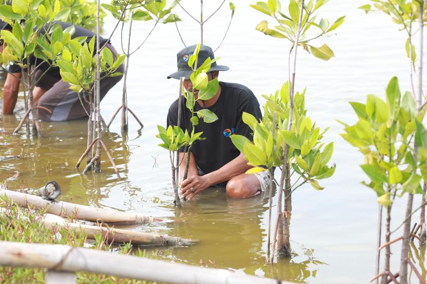 BRI berkontribusi untuk memulihkan ekosistem di wilayah Muaragembong melalui Program BRI Menanam - Grow & Green Penanaman.