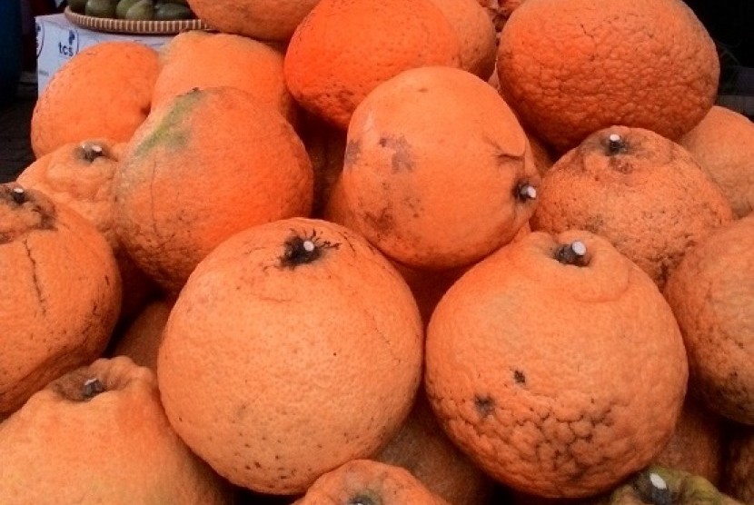 Buah jeruk dekopan, buah asli dari Jepang