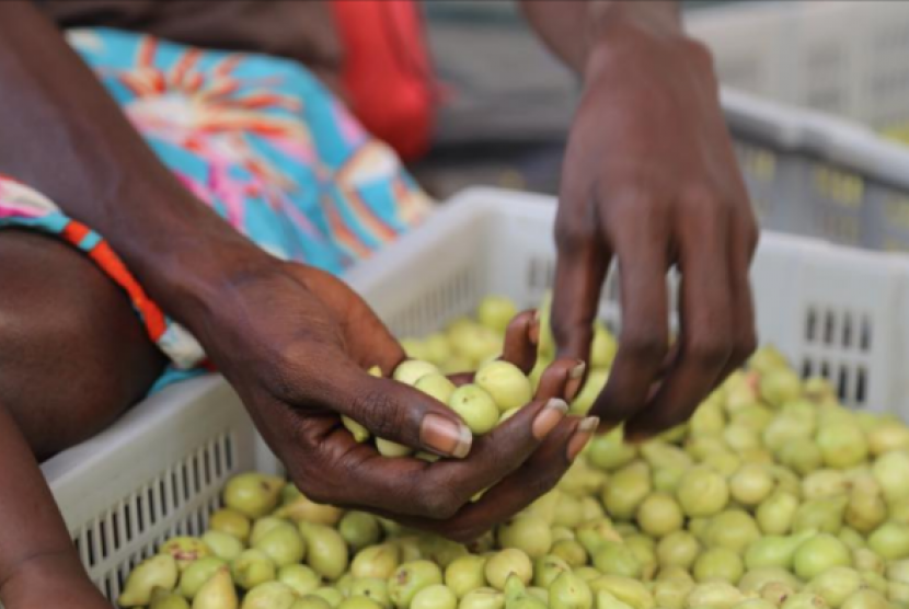 Buah Kakadu plum dari daerah Wadeye.