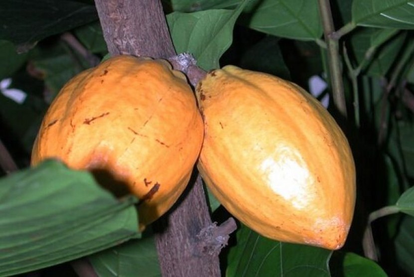 Buah Kakao