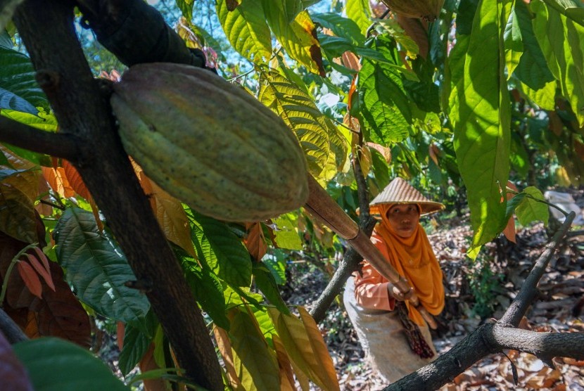 Buah kakao.