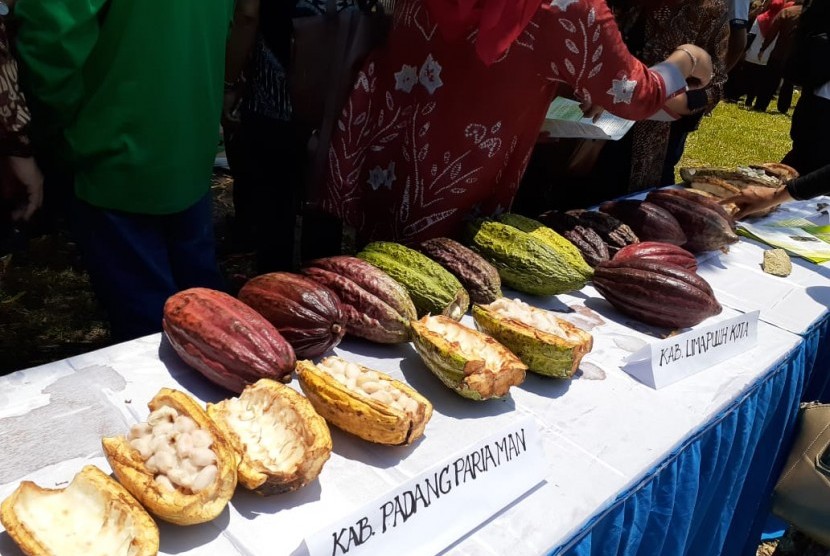 Buah kakao asal Sumatra Barat yang dipamerkan pada Hari Kakao Indonesia 2019 di Kabupaten Solok,Sumatra Barat, Sabtu (12/10).