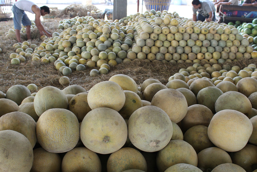 Buah melon lokal. ANTARA/Sahlan Kurniawan