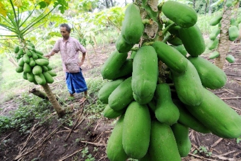 Buah pepaya matang di pohon. Pemerintah Kota Administrasi Jakarta Selatan mengimbau Pegawai Negeri Sipil (PNS) mengumpulkan biji buah untuk ditanam kembali sebagai upaya menghijaukan wilayahnya.