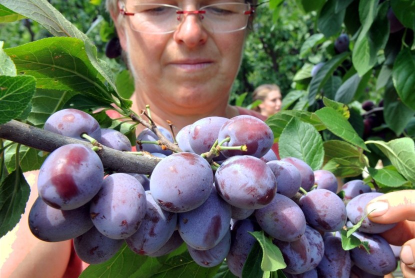 Buah plum yang baru dipetik.