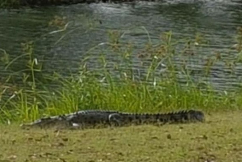Buaya ini bukanlah reptil yang pemalu, kata seorang pegolf reguler.