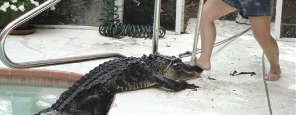 Buaya kerap menjadi masalah di Florida karena memasuki rumah warga. Tampak seekor buaya yang masuk kolam renang rumah warga diamankan petugas di New Port Richey, Florida.