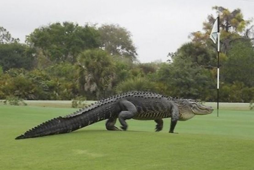 buaya muncul di tengah turnamen golf