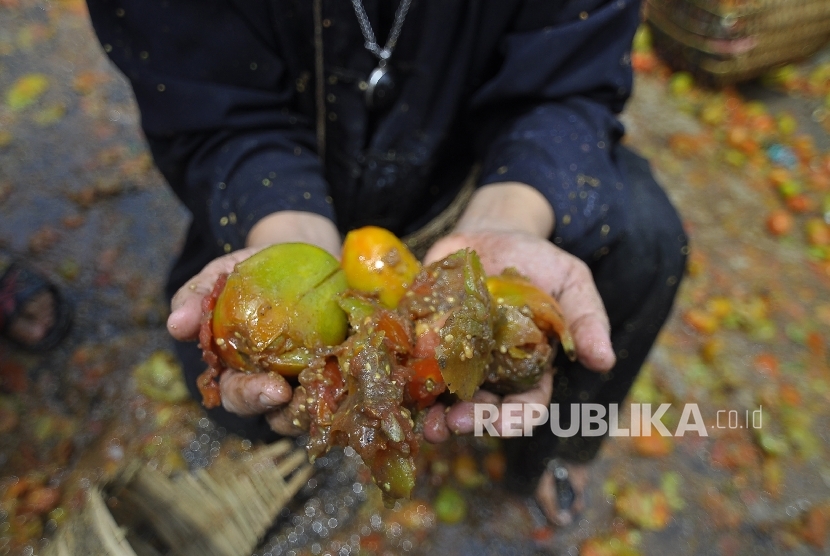 Budayawan Bah Nanu memperlihatkan tomat busuk usai acara Perang Tomat di Kampung Cikarumbi, Desa Cikidang, Lembang, Kabupaten Bandung Barat, Jawa Barat, Rabu (19/10). 
