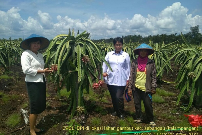 Budidaya buah naga di lahan gambut Palangkaraya