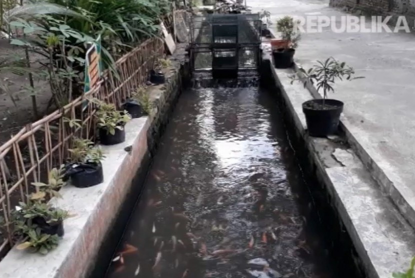 Budidaya ikan di selokan, Dusun Singorasen, Desa Wukisari, Kecamatan Imogiri, Kabupaten Bantul, DI Yogyakarta