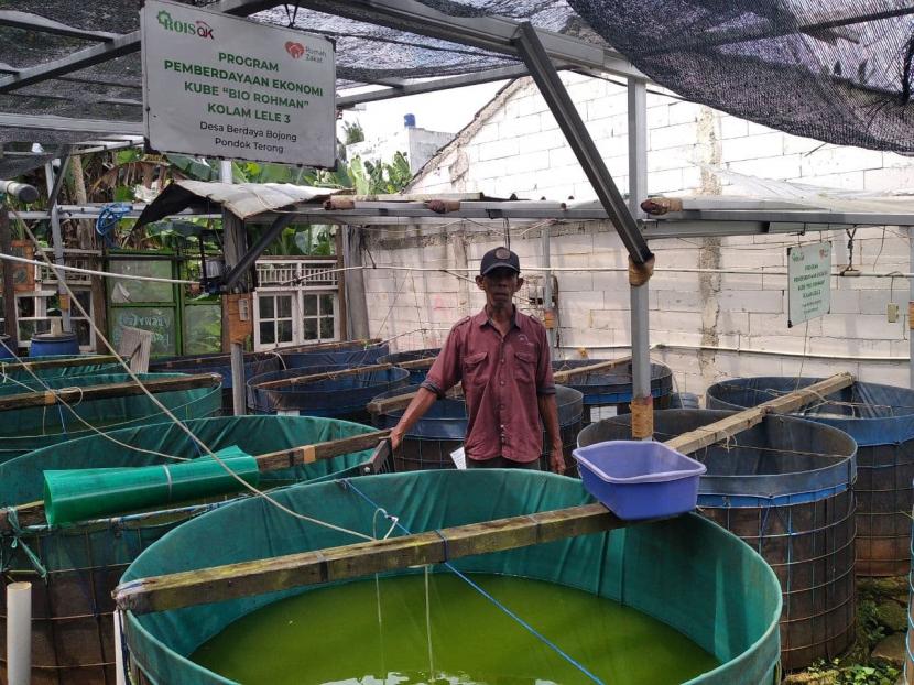 Budidaya ikan lele jenis sangkuriang terus dilakukan Kelompok Pertenak Bio Rahman di Depok.