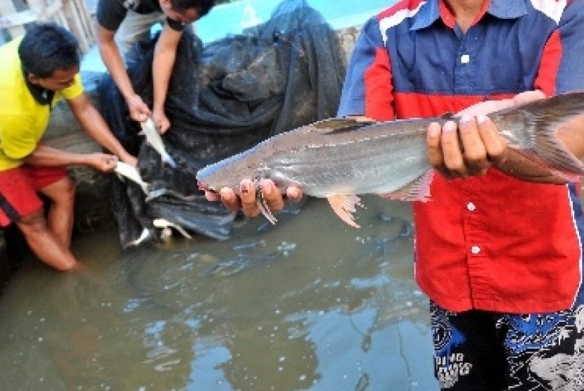 Budidaya Ikan Patin