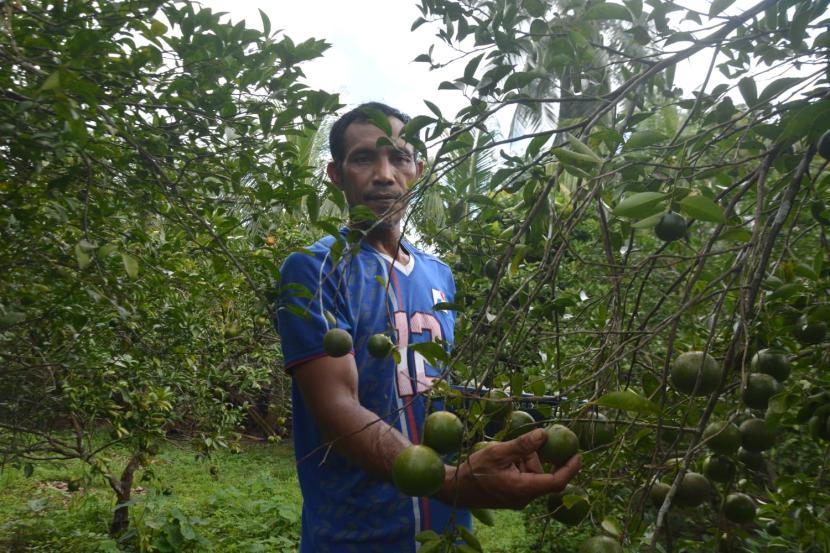 Budidaya jeruk Desa Air Talas, Kecamatan Rambang Niru, Kabupaten Muara Enim, Sumatera Selatan.