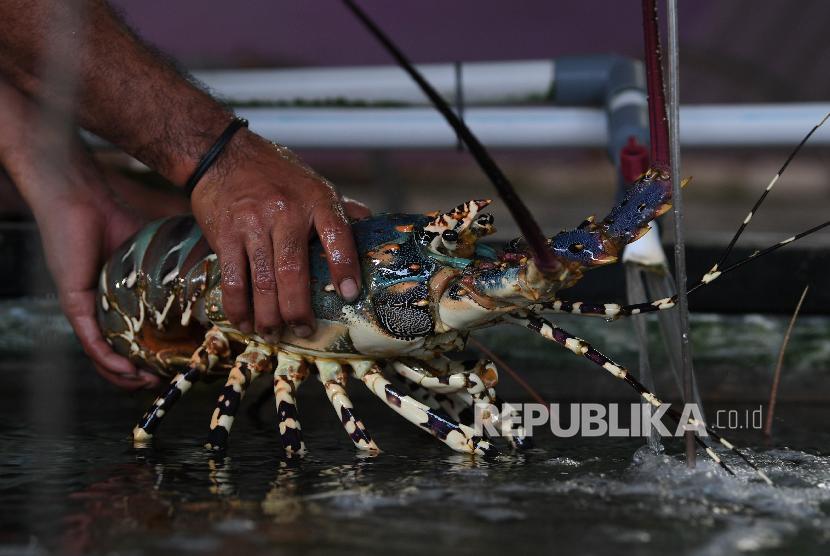 Sejumlah eksportir mulai melirik potensi lobster di kawasan pantai di Kabupaten Gunung Kidul (Foto: ilustrasi lobster)