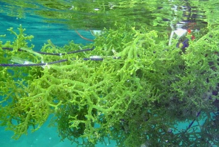 Budidaya rumput laut (ilustrasi)