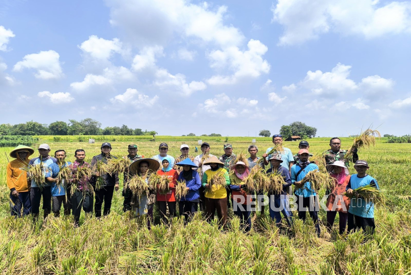 Bulog Indramayu bekerja sama dengan TNI melakukan penyerapan gabah petani. 