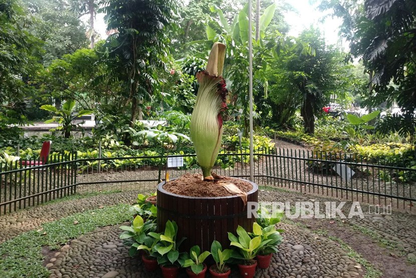 Bunga bangkai (Ammormophalus titanum) dalam pot pertama yang berhasil mekar di Kebun Raya Bogor, Jawa Barat, Senin (6/11). Setelah sempat mekar sempurna pada Sabtu malam (4/11), tanaman kini kembali menguncup. 