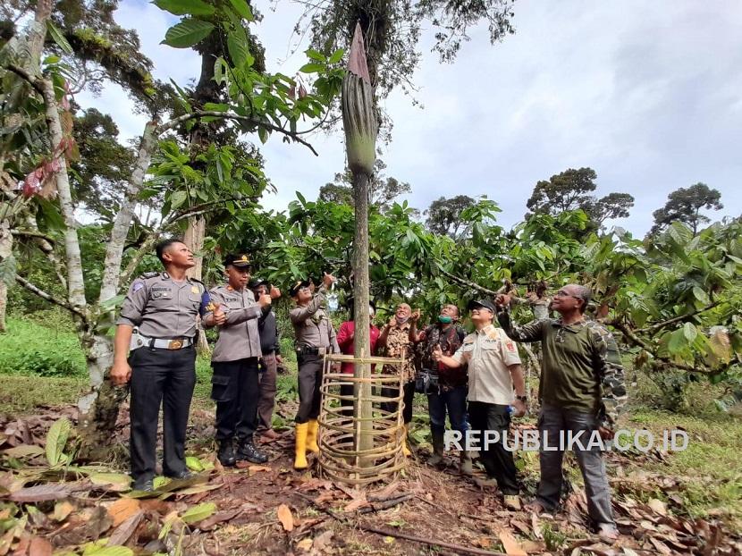 Bunga bangkai jenis Amorphophallus Gigas, setinggi 4,13 meter tumbuh di lahan perkebunan warga Nagari Koto Malintang, Kecamatan Tanjung Raya, Kabupaten Agam, Sumatera Barat.