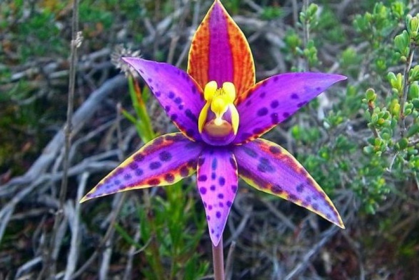 Bunga Eastern Queen of Sheba bermekaran di wilayah Ongerup, Australia Barat.