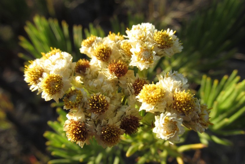 Bunga edelweiss.