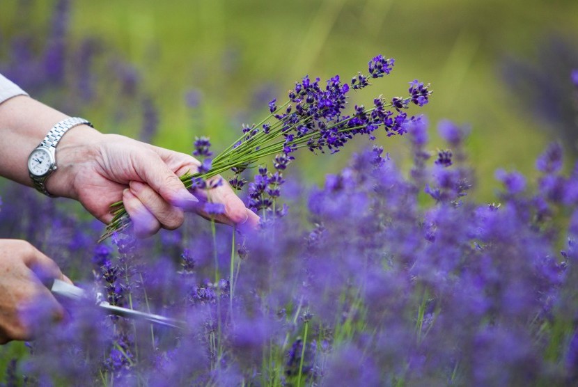 Bunga lavender sedang dipetik. Lavender termasuk tanaman hias yang cocok untuk ditempatkan di dalam rumah guna membantu meningkatkan kualitas tidur. Selain itu, ada sejumlah tanaman hias lainnya yang mendatangkan manfaat serupa.