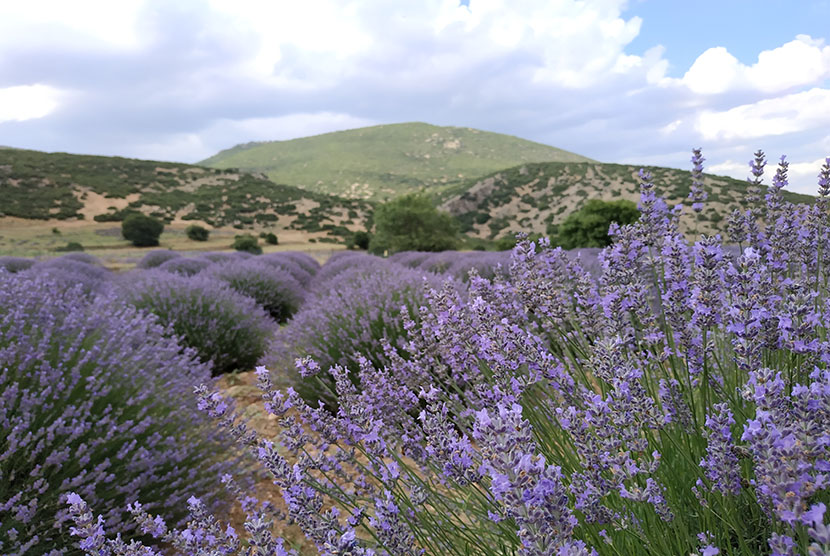 Bunga lavender tumbuh subur di Kota Keçiborlu, Isparta, Turki