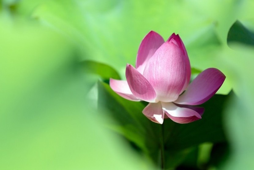 Bunga Lotus