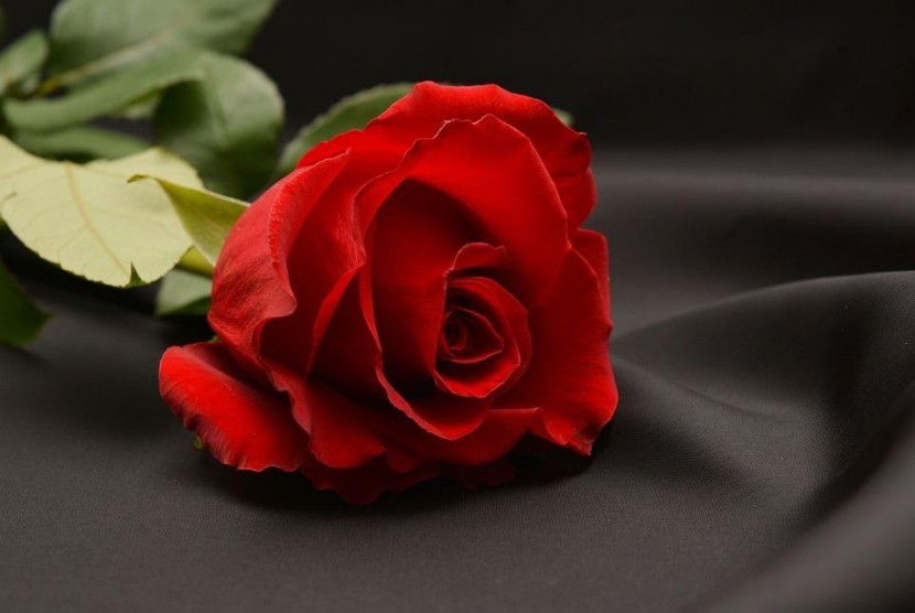 Bunga mawar menjadi simbol perdamaian dan persatuan yang diberikan Muslim di Inggris.