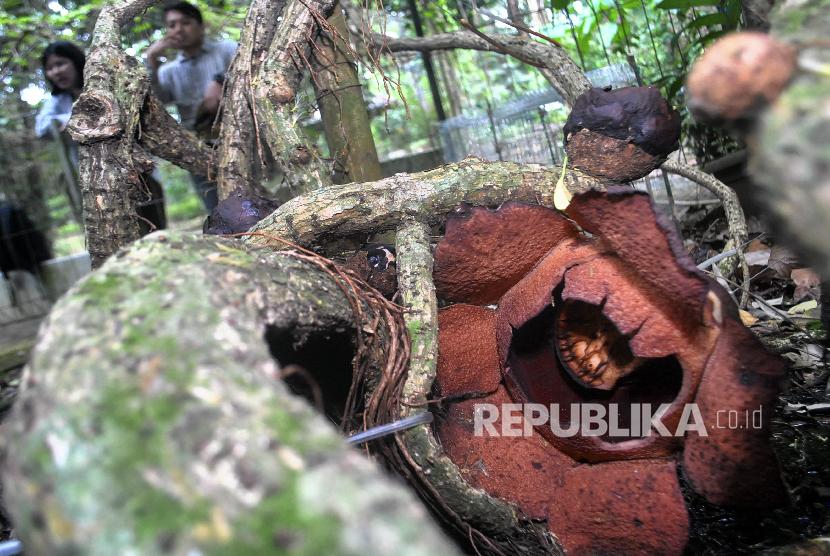 Kerusakan Habitat Jadi Ancaman Punahnya Rafflesia Patma