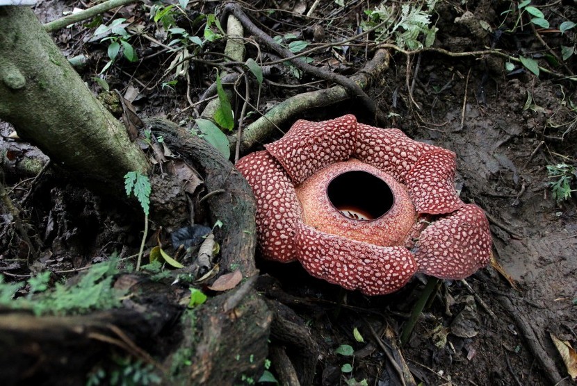 Tiga Bunga Rafflesia Arnoldii Mekar Di Bengkulu Republika Online
