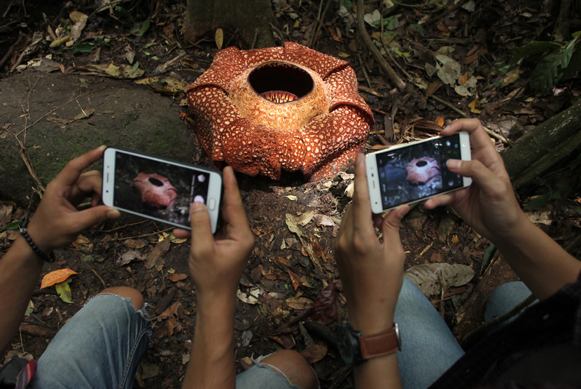  Bunga Rafflesia Arnoldi dengan kelopak tujuh di habitat Rafflesia Padang Guci, Kaur, Bengkulu, Rabu (17/1)