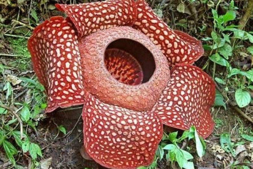 Bunga Rafflesia Arnoldii saat sedang mekar