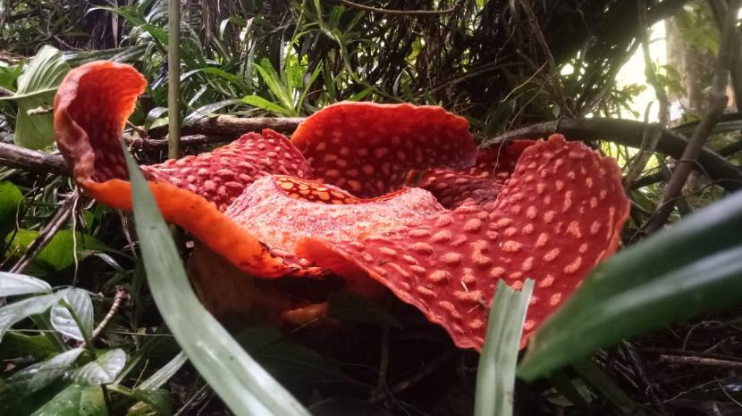 Bunga Rafflesia berkemaran di Kabupaten Agam