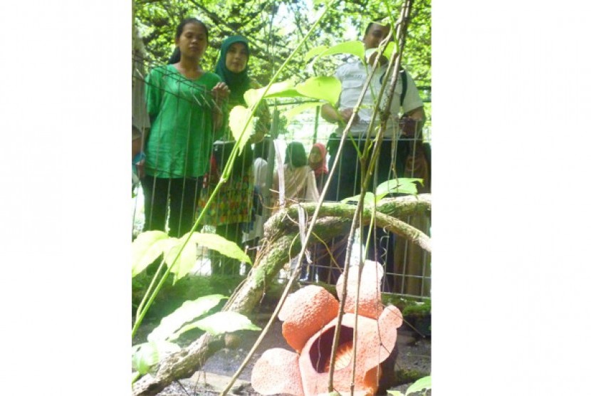 Bunga Rafflesia Patma yang mekar di Kebun Raya Bogor