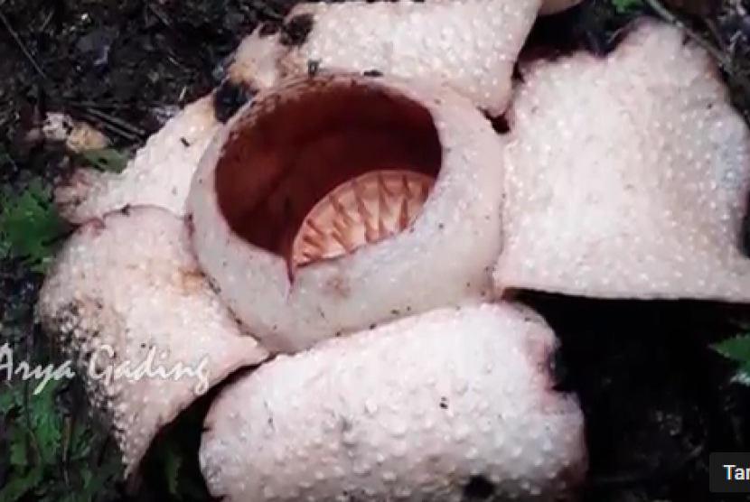 Bunga rafflesia putih yang ditemukan di Kabupaten Seluma, Bengkulu, belum lama ini.