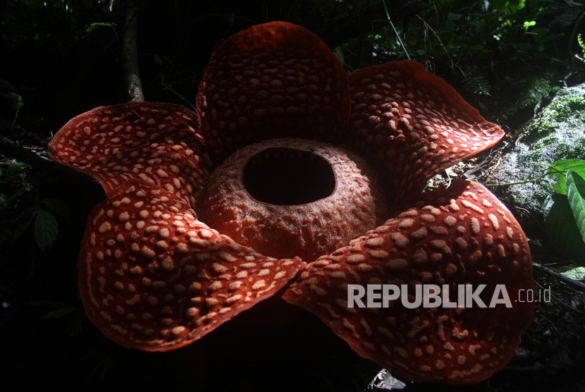 Bunga Rafflesia Tuan Mudae yang mekar di Jorong Marambuang, Nagari Baringin, Kecamatan Palembayan, Kabupaten Agam, Sumatera Barat, Selasa (31/12/2019). 