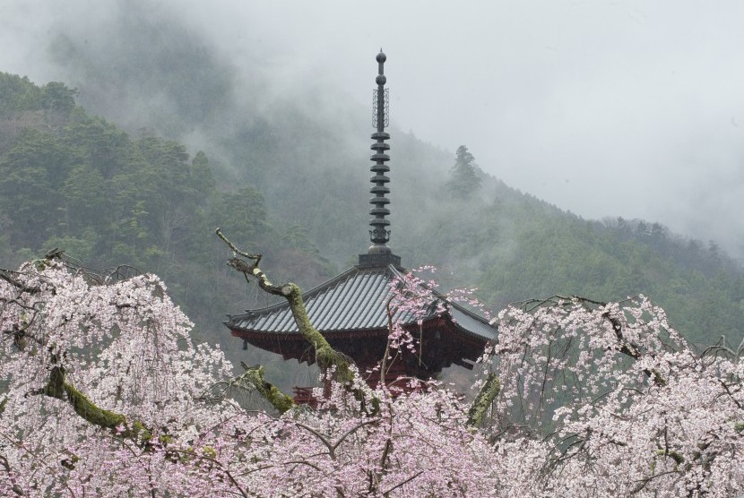 Bunga sakura dengan latar pemandangan salah satu kuil di Prefektur Yamanashi, Jepang.