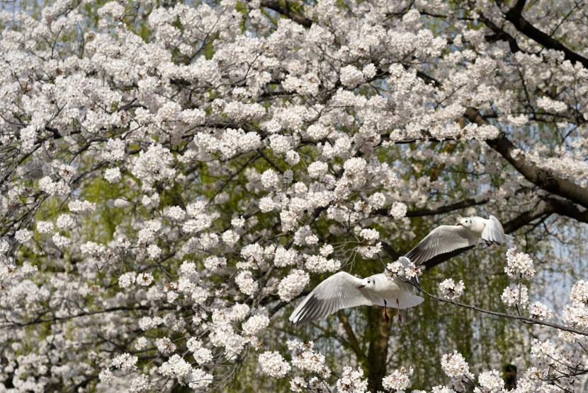 Bunga sakura di Jepang. Virus corona membuat festival bunga sakura terpaksa dibatalkan.
