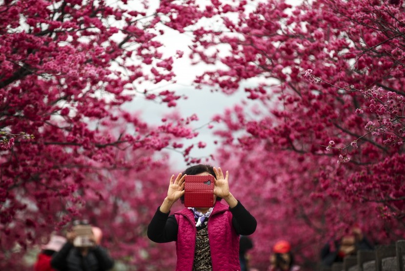 Inilah Contoh Teks Report Tentang Bunga Sakura yang Mantul ...