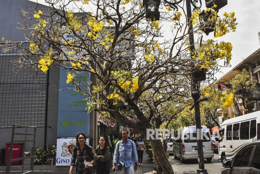 Jalan Braga diharapkan bisa menjadi destinasi wisata layaknya Kota Tua di Jakarta. Foto: Bunga Tabebuya (Tabebuia) bermekaran di sepanjang kawasan Jalan Braga, Kota Bandung, Senin (7/10). 