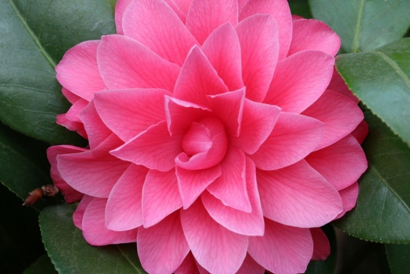 Bunga Teh Camellia