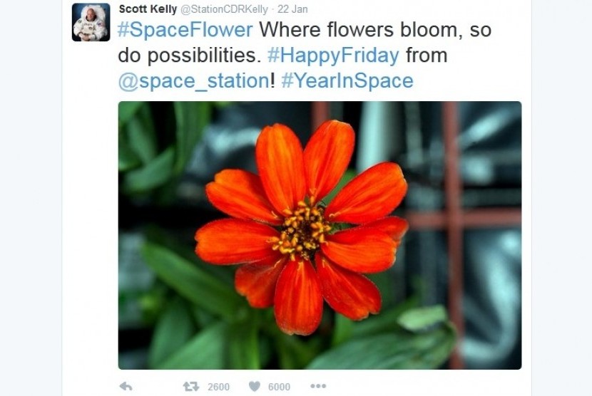 Bunga zinnia oranye yang berhasil mekar di luar angkasa seperti diunggah oleh astronot Scott Kelly di Twitternya.